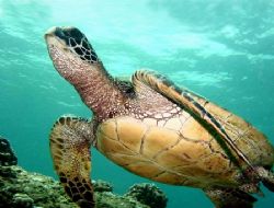Hawaiian Green Sea turtle shot at Electric Beach West sho... by Glenn Poulain 